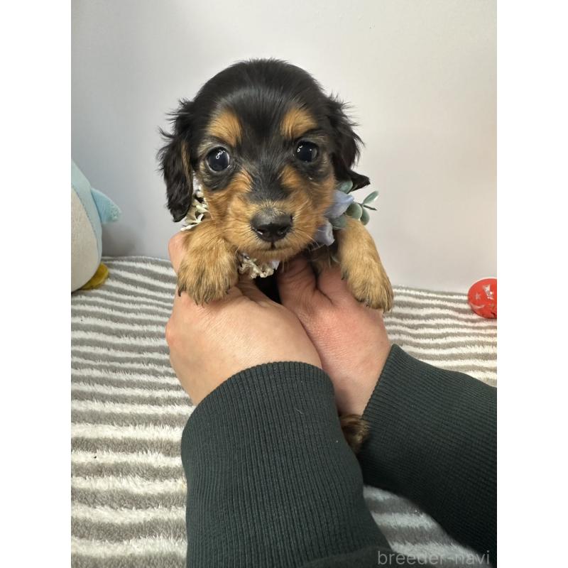 販売中の愛知県のミニチュアダックスフンド(ロングヘアード)-445763の3枚目