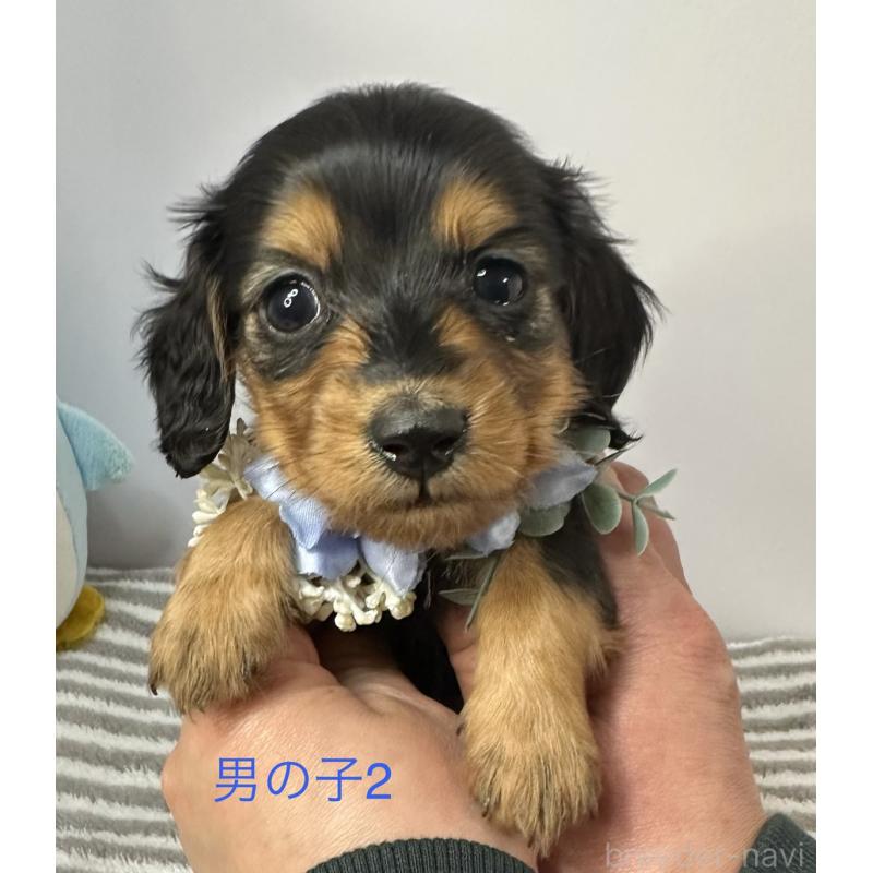 販売中の愛知県のミニチュアダックスフンド(ロングヘアード)-445763