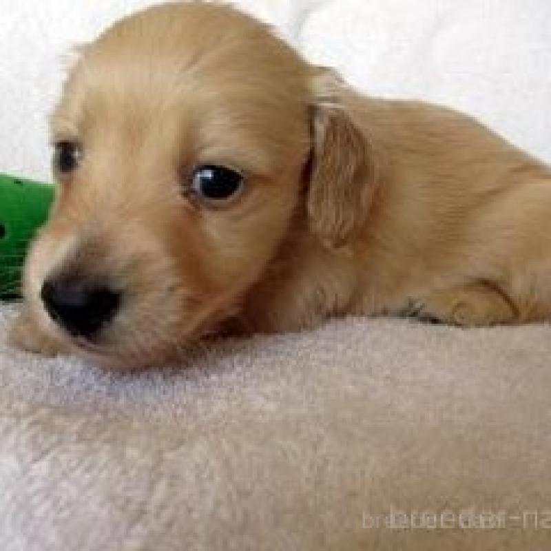 販売中の茨城県のミニチュアダックスフンド(ロングヘアード)-445765