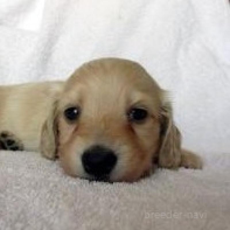 販売中の茨城県のミニチュアダックスフンド(ロングヘアード)-445766