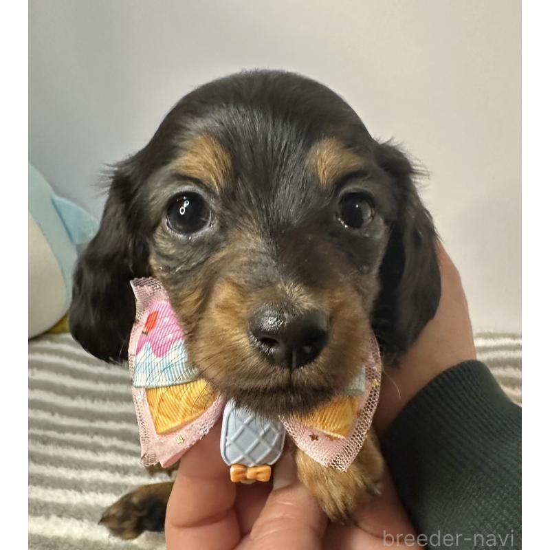 販売中の愛知県のミニチュアダックスフンド(ロングヘアード)-445767の4枚目