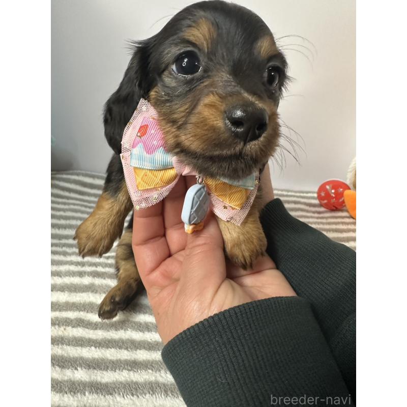 販売中の愛知県のミニチュアダックスフンド(ロングヘアード)-445767の2枚目