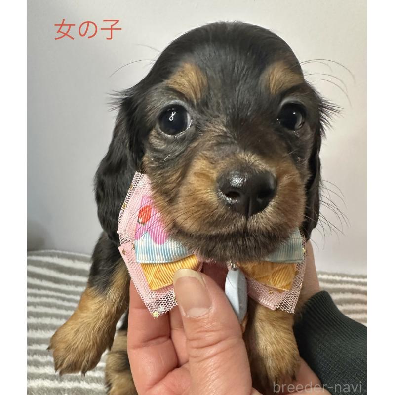 販売中の愛知県のミニチュアダックスフンド(ロングヘアード)-445767