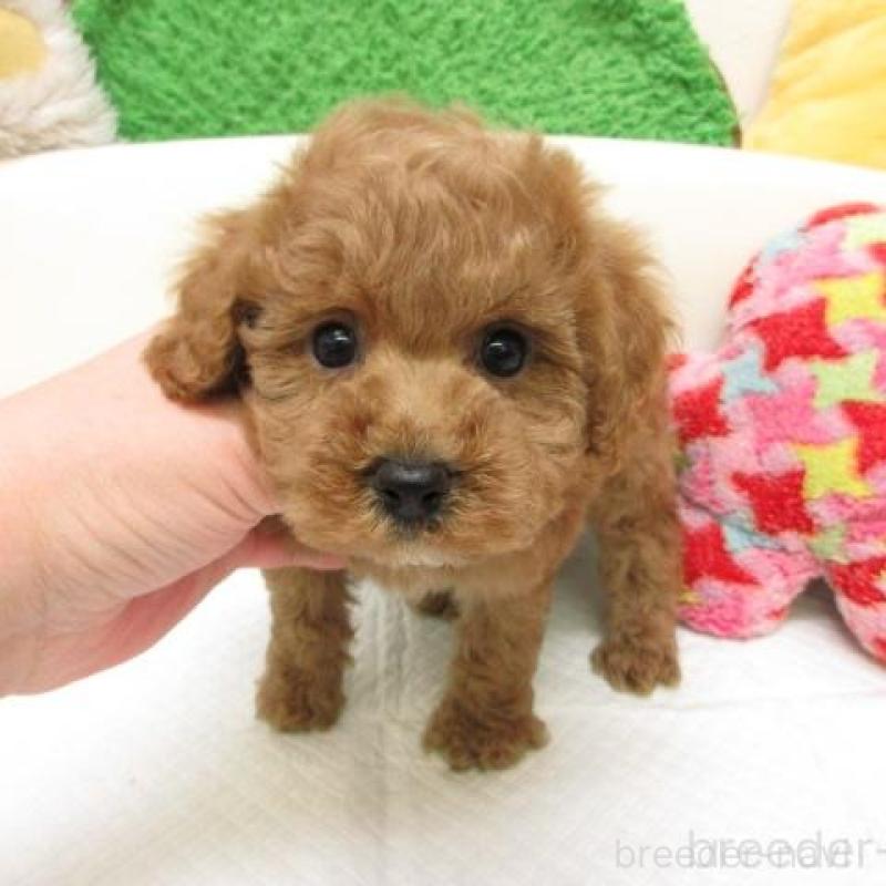 販売中の大阪府のトイプードル-445769の2枚目