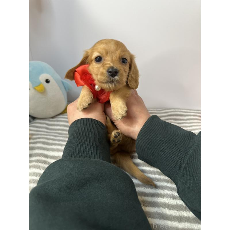 販売中の愛知県のミニチュアダックスフンド(ロングヘアード)-445768の4枚目