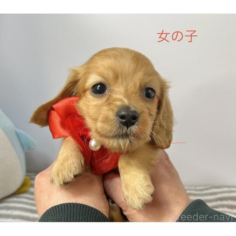 販売中の愛知県のミニチュアダックスフンド(ロングヘアード)-445768