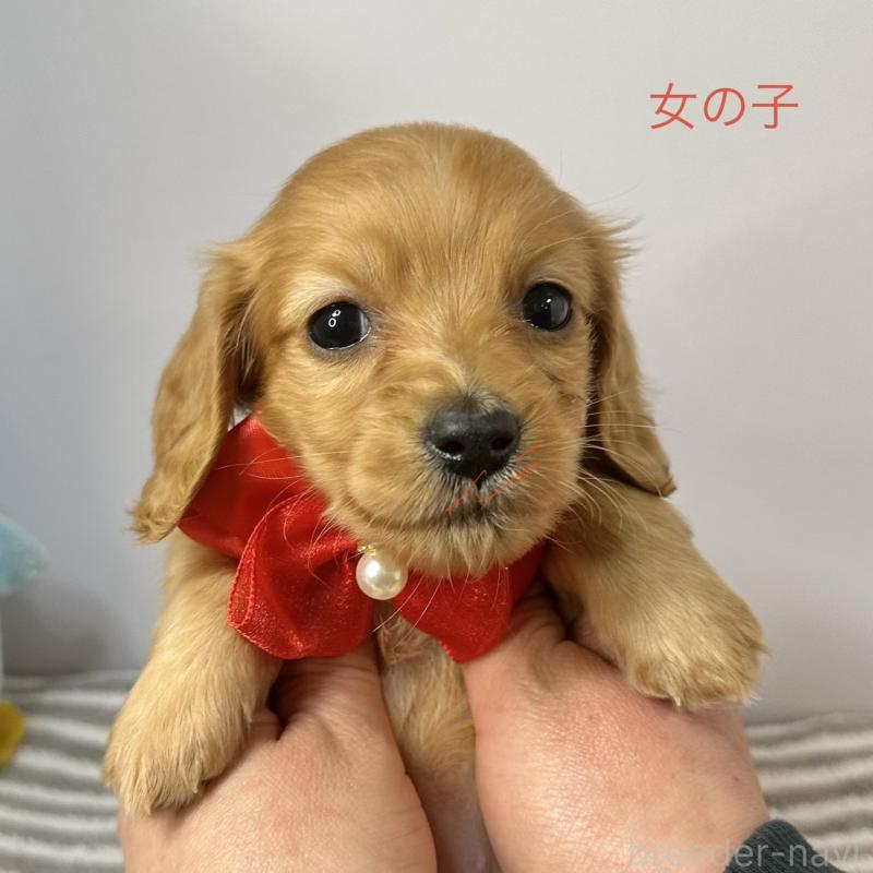 販売中の愛知県のミニチュアダックスフンド(ロングヘアード)-445768の3枚目