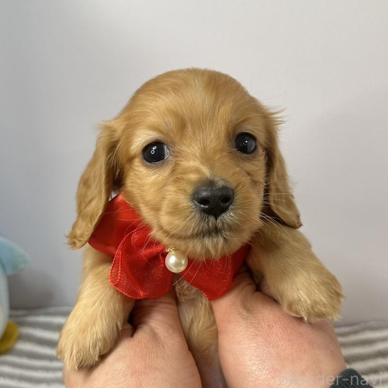 販売中の愛知県のミニチュアダックスフンド(ロングヘアード)-445768の2枚目