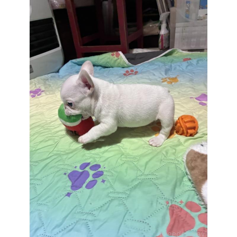 販売中の千葉県のフレンチブルドッグ-445771の4枚目