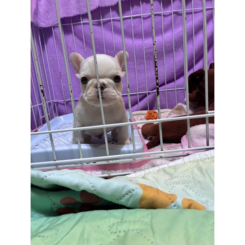 販売中の千葉県のフレンチブルドッグ-445771の2枚目