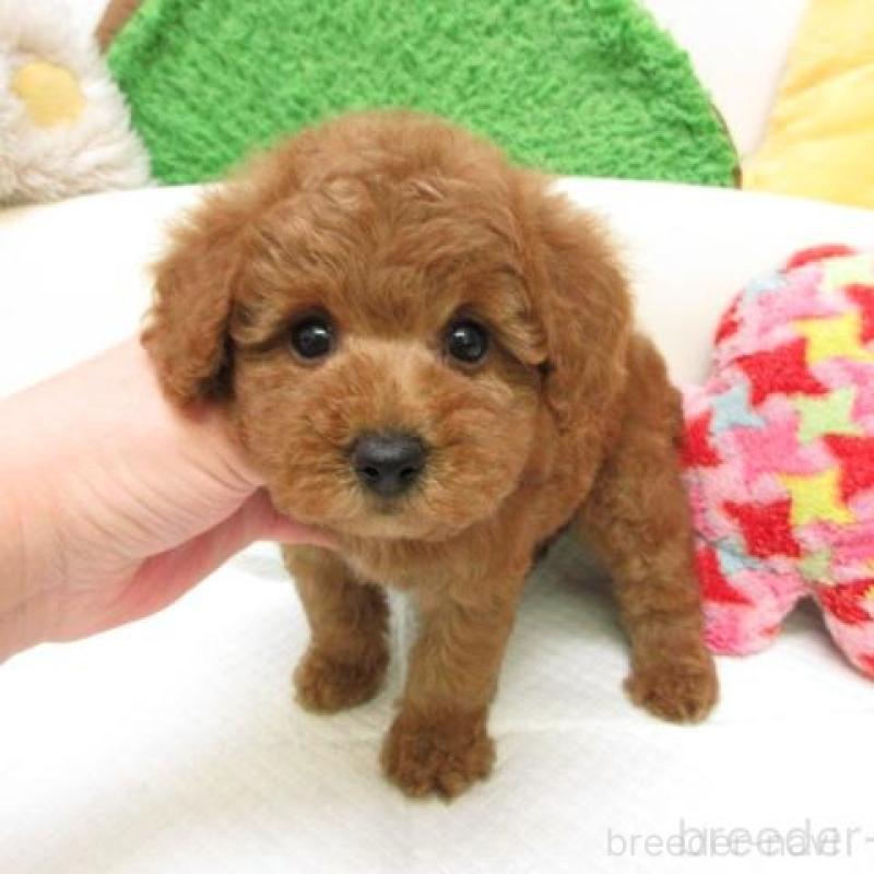 販売中の大阪府のトイプードル-445772