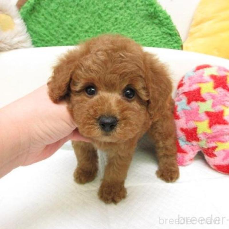 販売中の大阪府のトイプードル-445772の2枚目