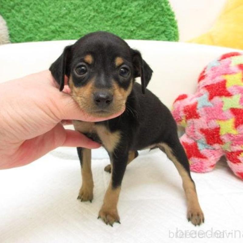 販売中の大阪府のミニチュアピンシャー(ミニピン)-445773