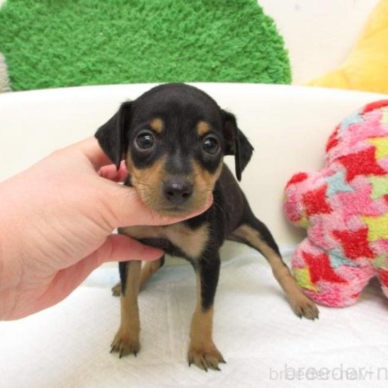 販売中の大阪府のミニチュアピンシャー(ミニピン)-445773の2枚目