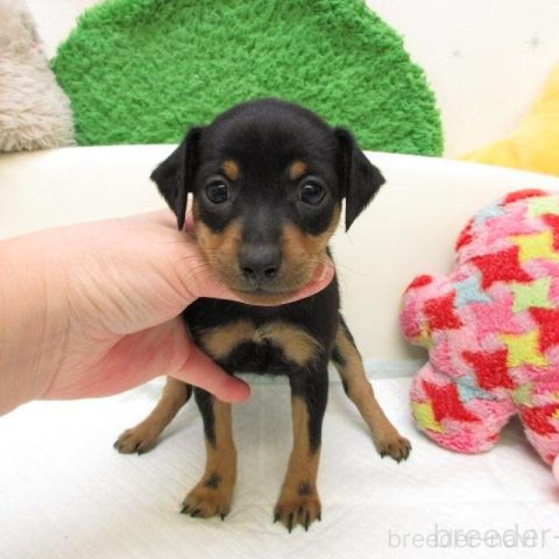 販売中の大阪府のミニチュアピンシャー(ミニピン)-445774