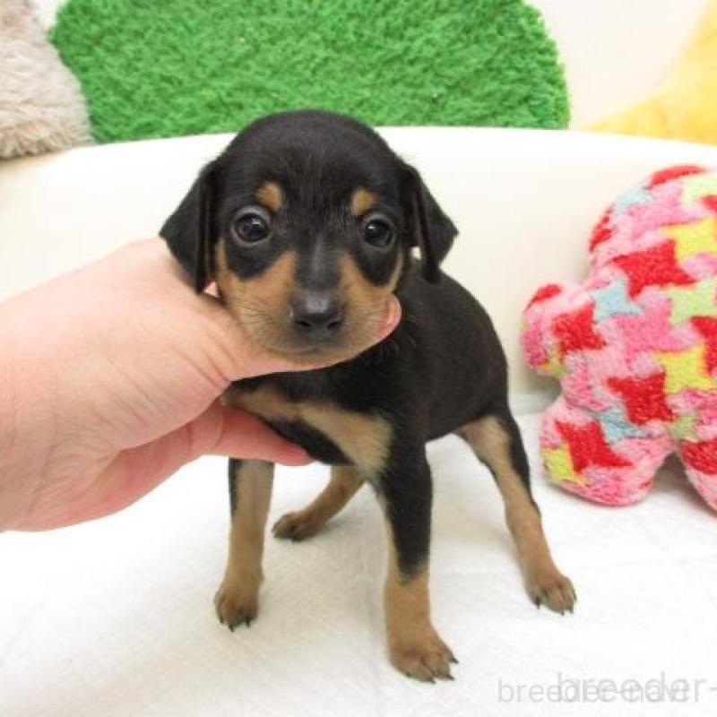 販売中の大阪府のミニチュアピンシャー(ミニピン)-445775の1枚目