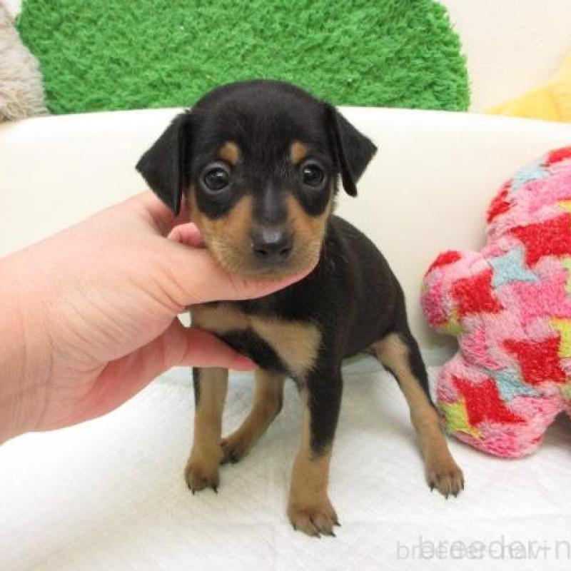 販売中の大阪府のミニチュアピンシャー(ミニピン)-445775の2枚目