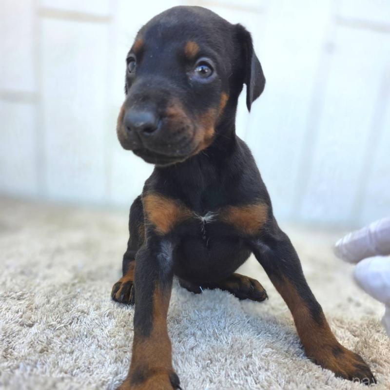 販売中の茨城県のドーベルマン-445776の9枚目