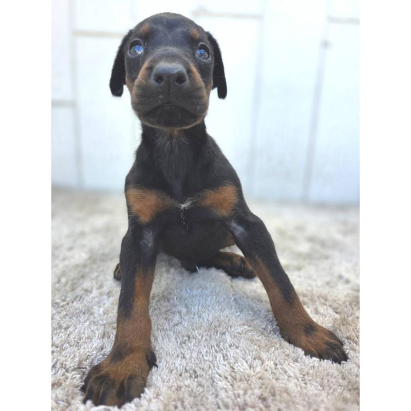 販売中の茨城県のドーベルマン-445776の7枚目