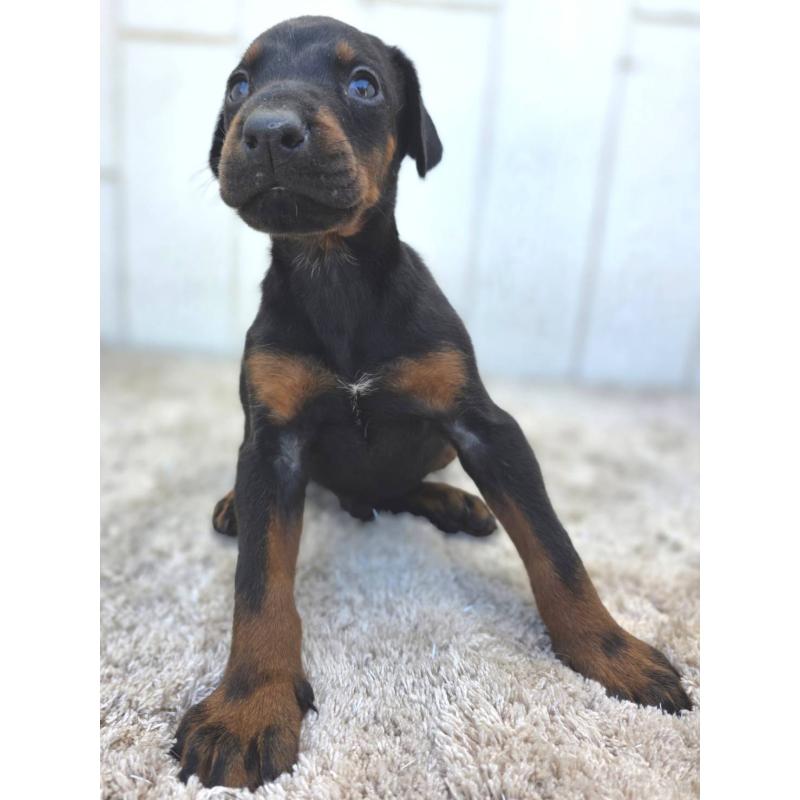 販売中の茨城県のドーベルマン-445776の6枚目