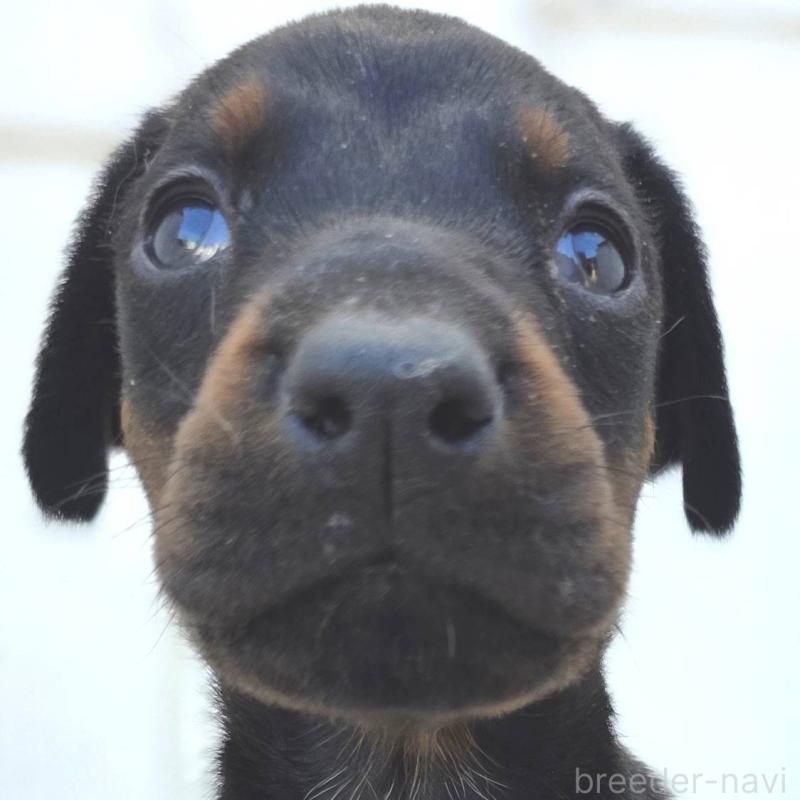 販売中の茨城県のドーベルマン-445776の5枚目