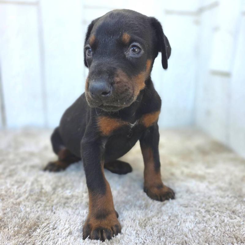 販売中の茨城県のドーベルマン-445776の4枚目