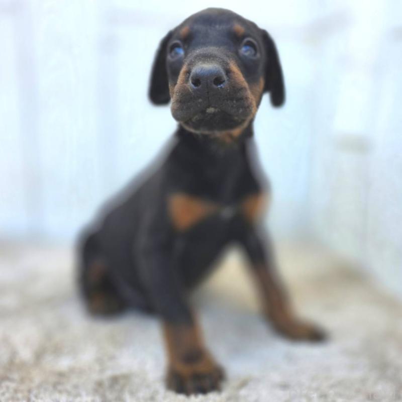 販売中の茨城県のドーベルマン-445776の3枚目