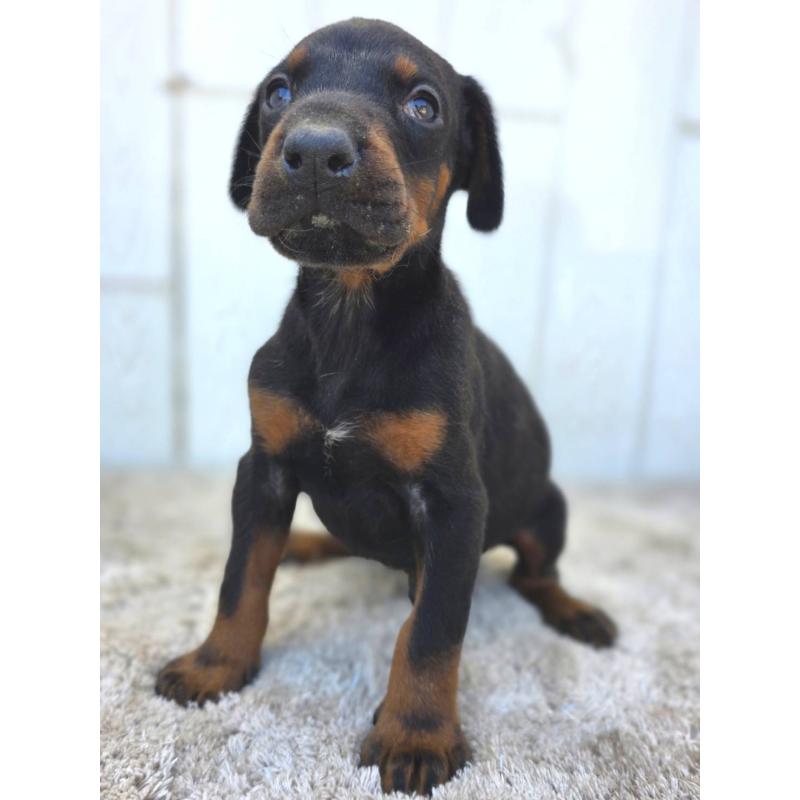 販売中の茨城県のドーベルマン-445776の2枚目