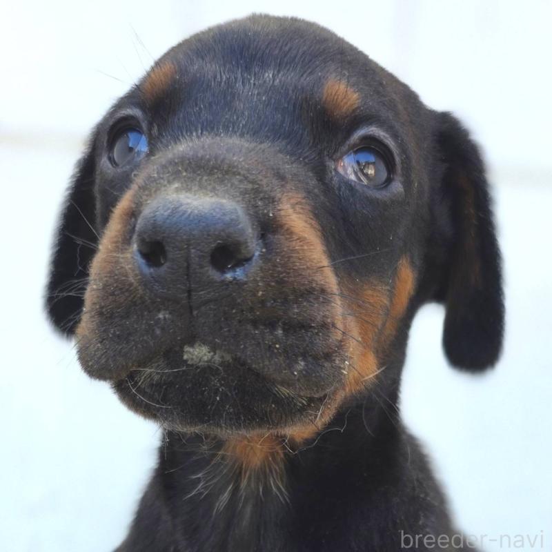 販売中の茨城県のドーベルマン-445776の1枚目