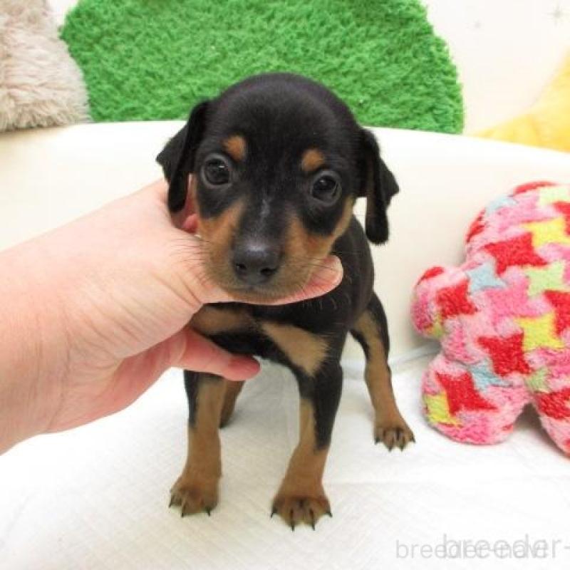 販売中の大阪府のミニチュアピンシャー(ミニピン)-445777