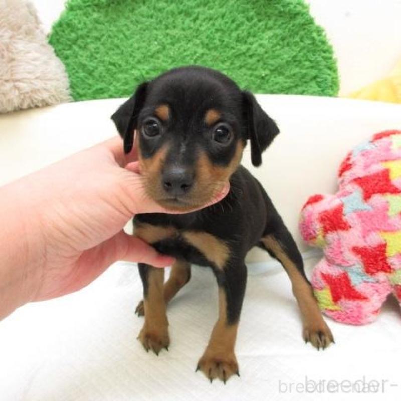 販売中の大阪府のミニチュアピンシャー(ミニピン)-445777の2枚目