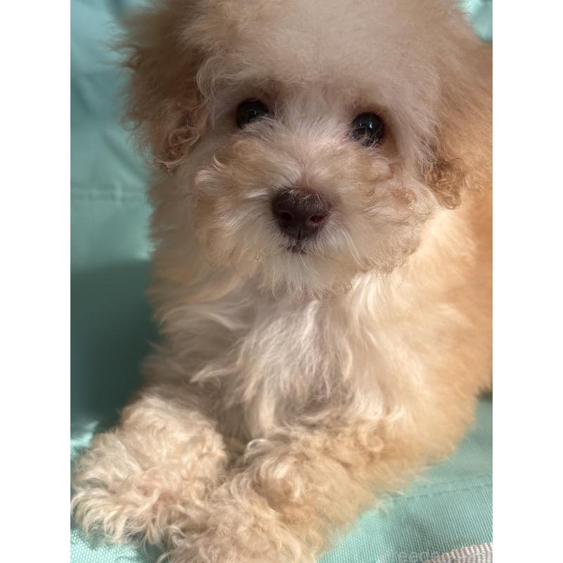 販売中の福岡県のタイニープードル-445778の3枚目