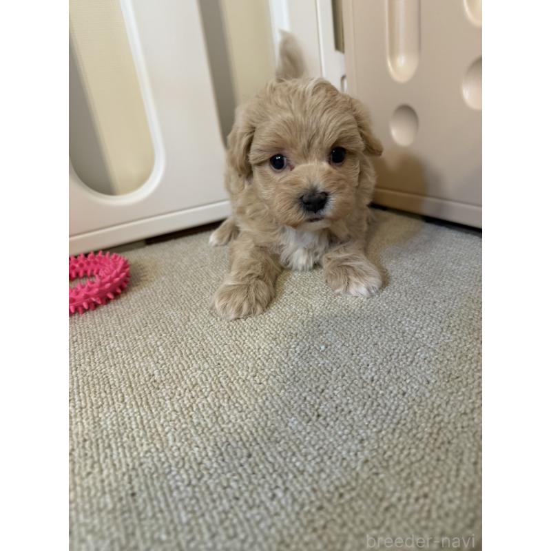 販売中の岡山県のマルプー:マルチーズ×トイプードル-445779の9枚目