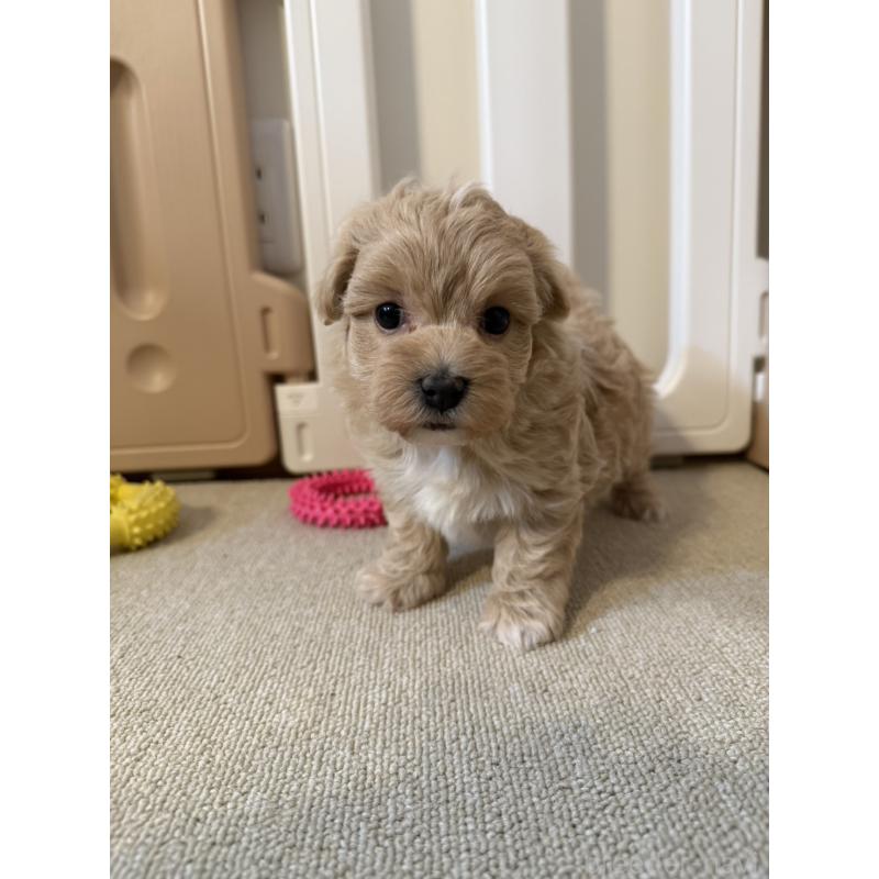 販売中の岡山県のマルプー:マルチーズ×トイプードル-445779の7枚目