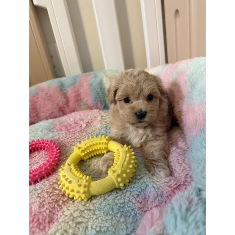 販売中の岡山県のマルプー:マルチーズ×トイプードル-445779の6枚目