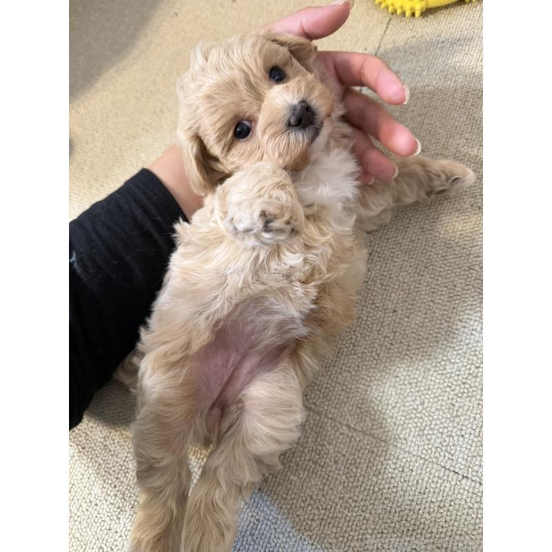 販売中の岡山県のマルプー:マルチーズ×トイプードル-445779の5枚目