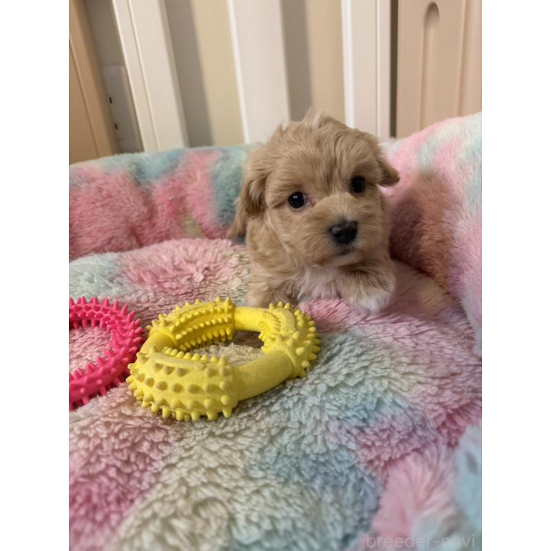 販売中の岡山県のマルプー:マルチーズ×トイプードル-445779の4枚目