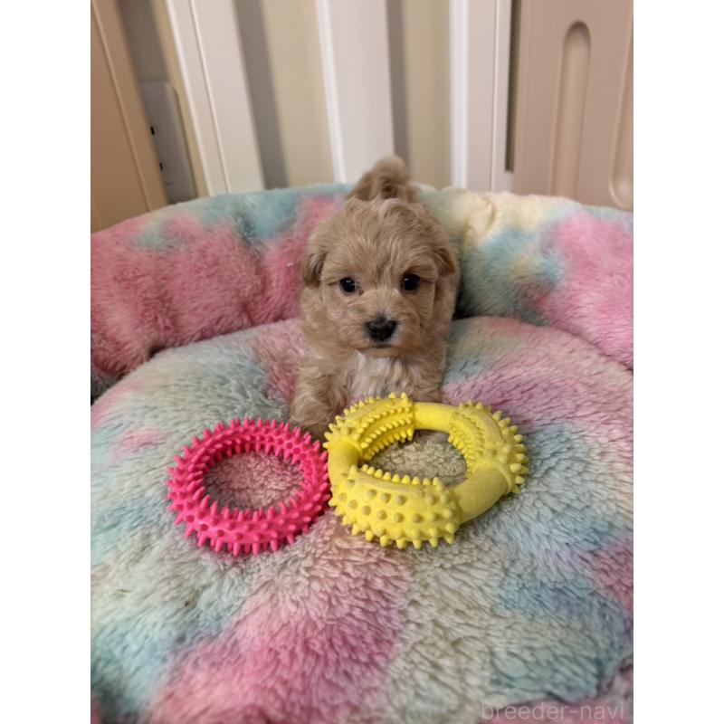 販売中の岡山県のマルプー:マルチーズ×トイプードル-445779の3枚目