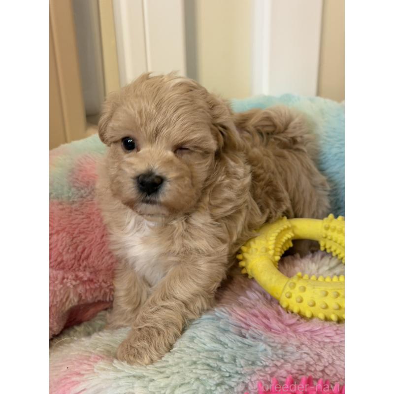 販売中の岡山県のマルプー:マルチーズ×トイプードル-445779の1枚目