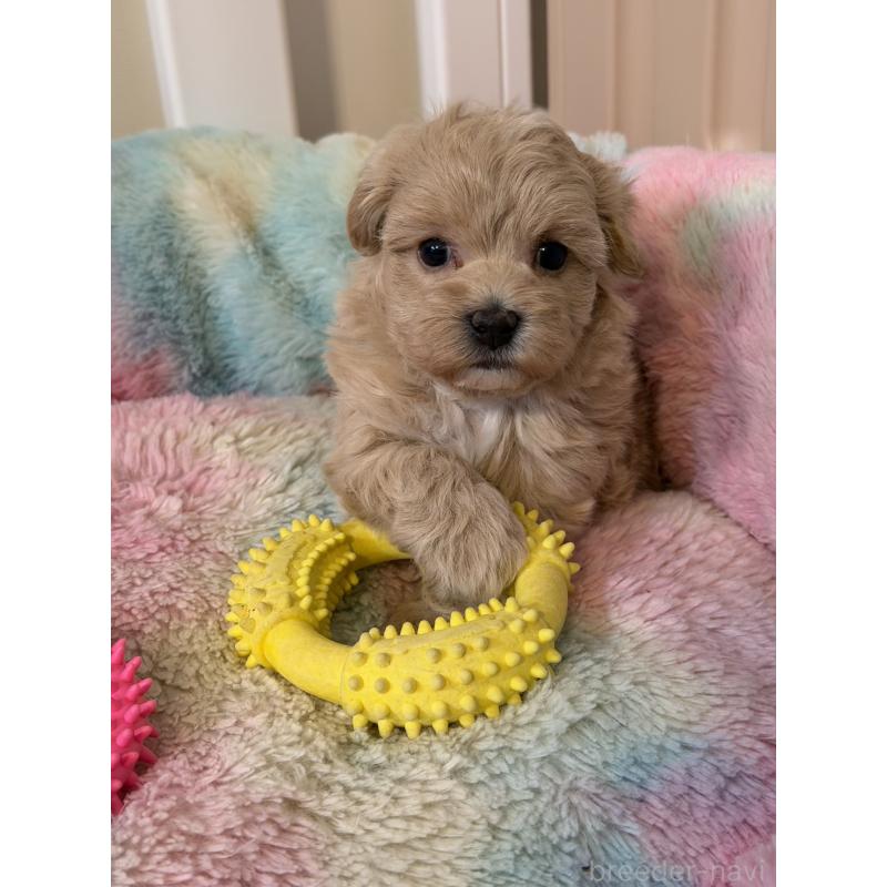 販売中の岡山県のマルプー:マルチーズ×トイプードル-445779の2枚目