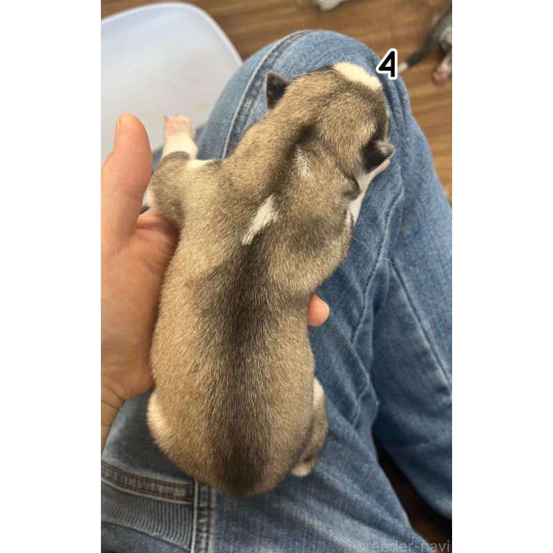 販売中の青森県のシベリアンハスキー-445782の2枚目