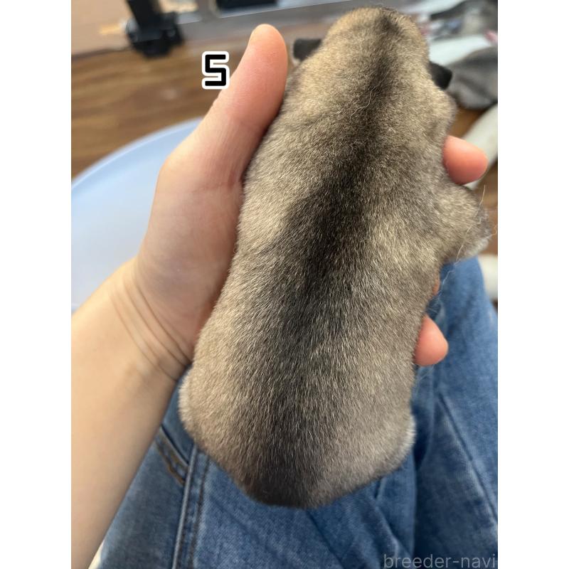 販売中の青森県のシベリアンハスキー-445783の2枚目