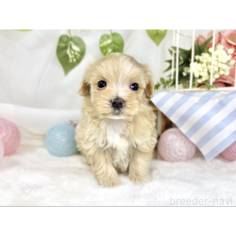 販売中の滋賀県のマルプー:マルチーズ×トイプードル-445784の4枚目