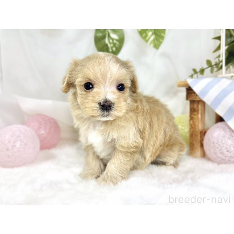 販売中の滋賀県のマルプー:マルチーズ×トイプードル-445784の2枚目