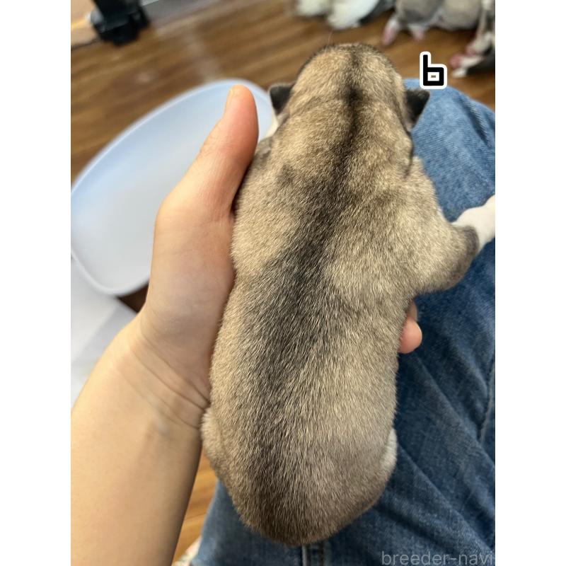 販売中の青森県のシベリアンハスキー-445785の2枚目