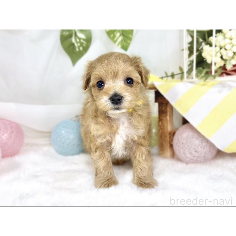 販売中の滋賀県のマルプー:マルチーズ×トイプードル-445786の4枚目