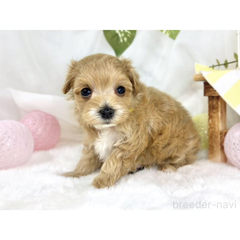 販売中の滋賀県のマルプー:マルチーズ×トイプードル-445786の2枚目