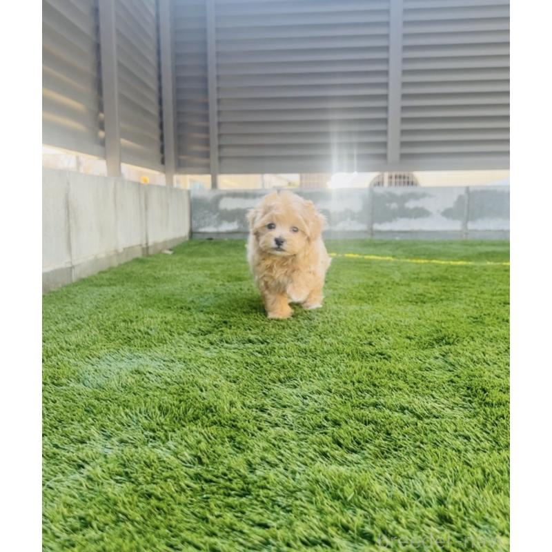 販売中の福岡県のミックス犬-445788の7枚目