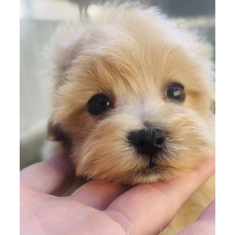 販売中の福岡県のミックス犬-445788の6枚目