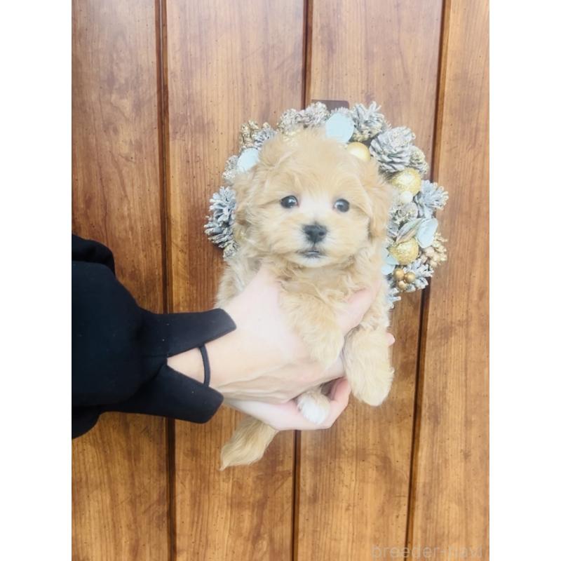 販売中の福岡県のミックス犬-445788の5枚目